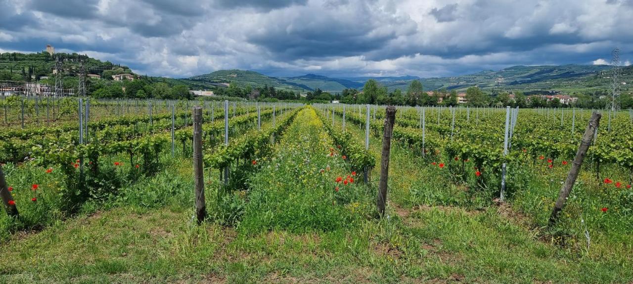 Agriturismo Alle Albare Montorio Veronese Extérieur photo